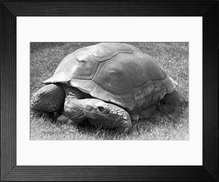 Framed Print : A Tortoise at Twycross Zoo, Warwickshire. 14th June 1984 Framed Print : A Tortoise at Twycross Zoo, Warwickshire. 14th June 1984