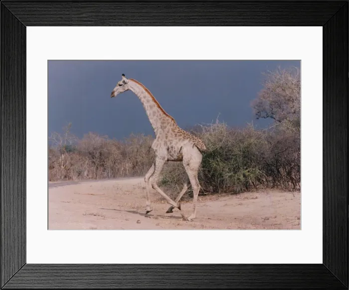 Framed Print : A giraffe gracefully makes a dash for cover in Hwange National Park, Zimbabwe Framed Print : A giraffe gracefully makes a dash for cover in Hwange National Park, Zimbabwe