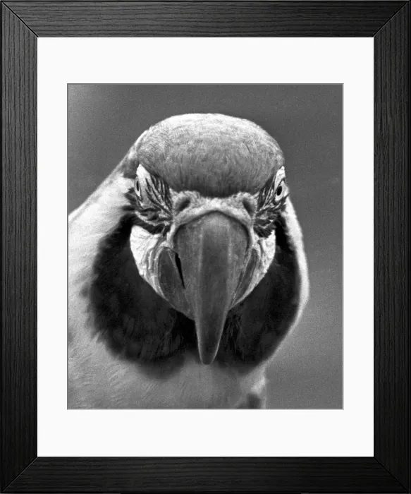 Framed Print : A close-up of a parrot at Twycross zoo, Warwickshire. 14th June 1984