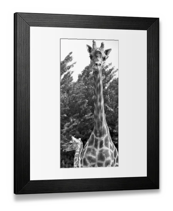 Framed Print : Mother and baby giraffe enjoy each other company at Twycross zoo, Warwickshire Framed Print : Mother and baby giraffe enjoy each other company at Twycross zoo, Warwickshire