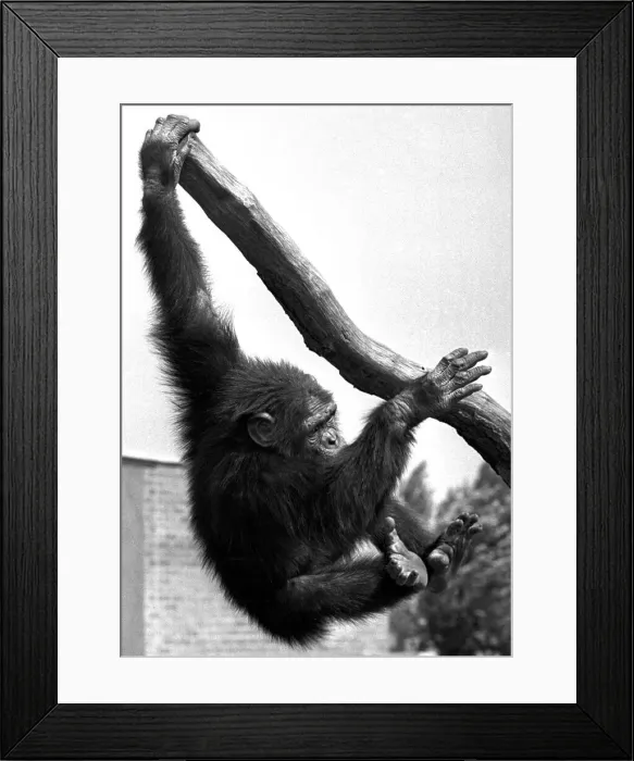 Framed Print : A chimpanzee climbing a tree at Twycross Zoo, Warwickshire. 14th June 1984 Framed Print : A chimpanzee climbing a tree at Twycross Zoo, Warwickshire. 14th June 1984