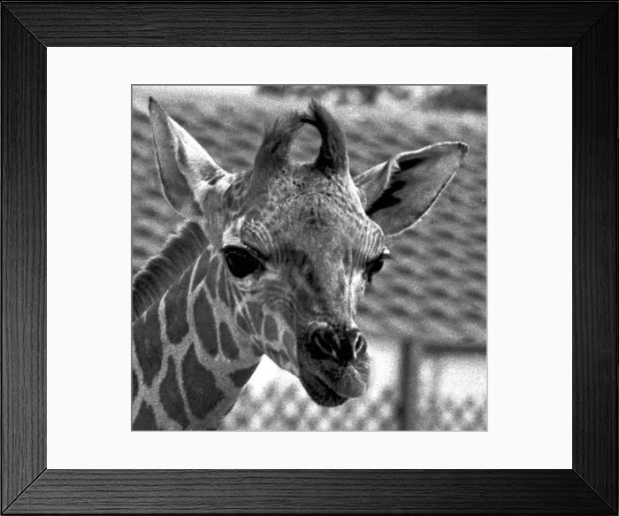 : Baby giraffe at Twycross zoo, Warwickshire. 14th June 1984 : Baby giraffe at Twycross zoo, Warwickshire. 14th June 1984
