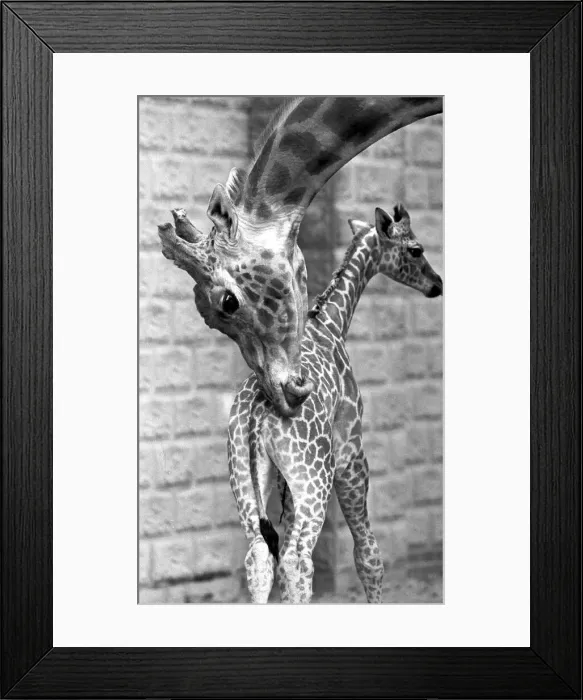 Framed Print : Mother and baby giraffe enjoying each others company at Twycross zoo, Warwickshire Framed Print : Mother and baby giraffe enjoying each others company at Twycross zoo, Warwickshire