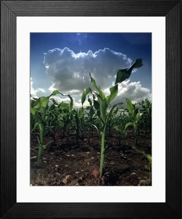 Framed Print : Maize... PIC CHRIS FURLONG... A crop of maize grows steadily despite the unpredictable Framed Print : Maize... PIC CHRIS FURLONG... A crop of maize grows steadily despite the unpredictable