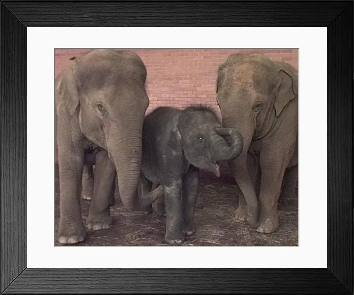 : Elephants playing at Twycross Zoo. 1998 : Elephants playing at Twycross Zoo. 1998