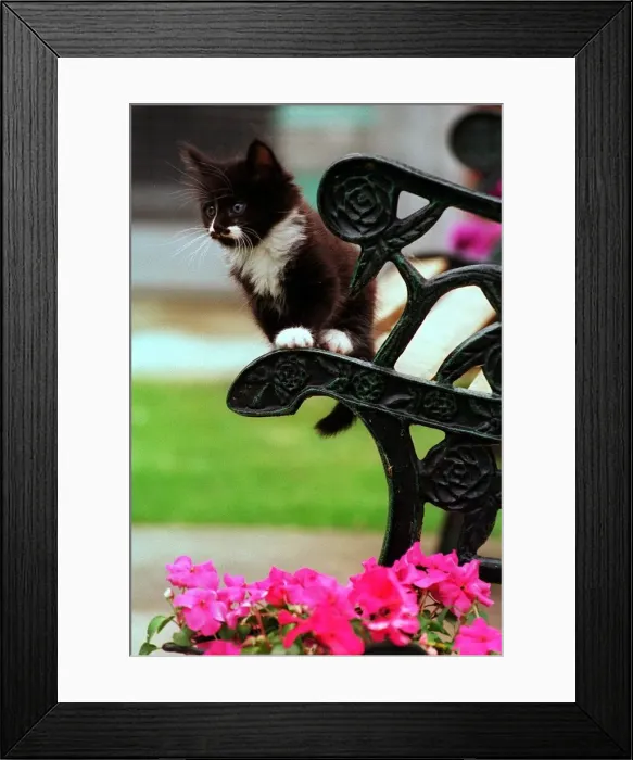 Framed Print : Cats Protection League, Hollywood. One of the Kittens that was rescued. 1998 Framed Print : Cats Protection League, Hollywood. One of the Kittens that was rescued. 1998