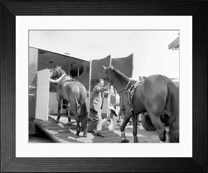 Framed Print : Horses are loaded onto a horsebox after competing in the Trotting race at the Birmingham Framed Print : Horses are loaded onto a horsebox after competing in the Trotting race at the Birmingham