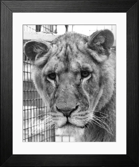 Framed Print : Vanda the lioness at Seaburn Zoo Framed Print : Vanda the lioness at Seaburn Zoo