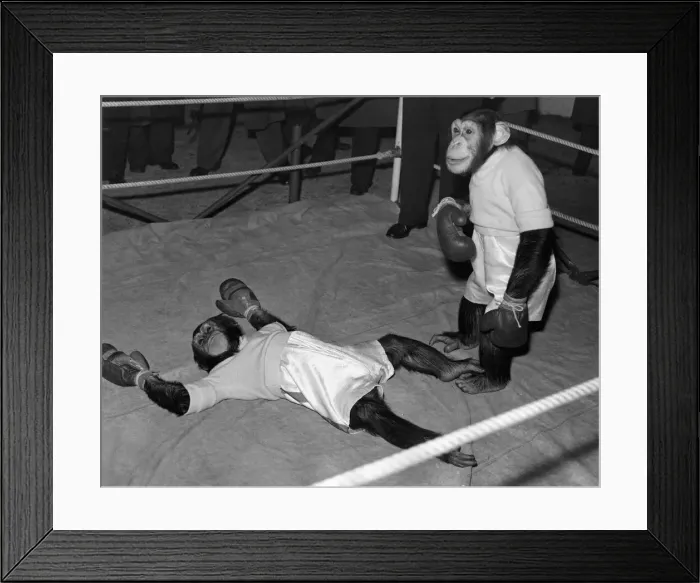 Framed Print : The boxing chimps at Bertram Mills Circus