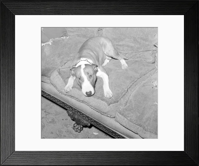 Framed Print : Actor Eric Portmans dog Toffee seen here waiting for his masters return Framed Print : Actor Eric Portmans dog Toffee seen here waiting for his masters return