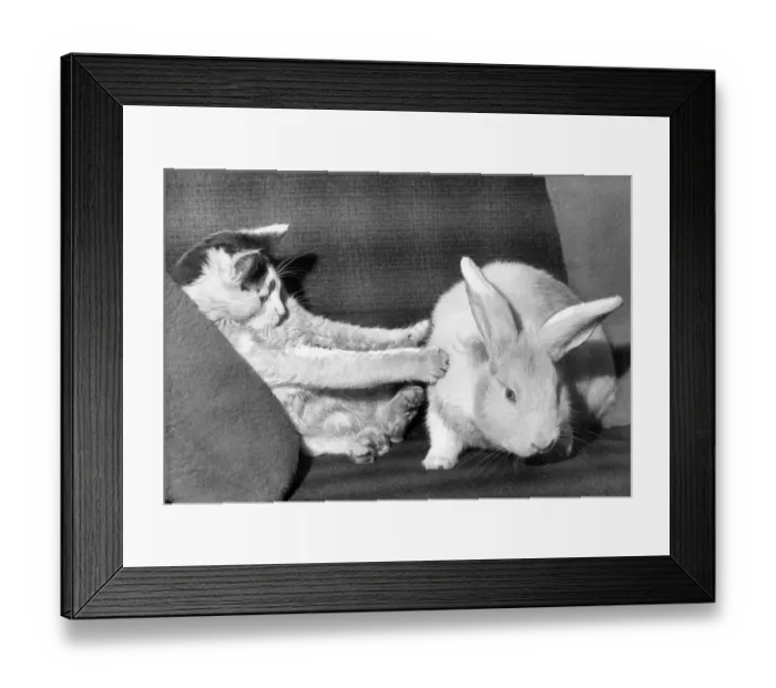 Framed Print : Unlikely friendship - this cat and rabbit Framed Print : Unlikely friendship - this cat and rabbit