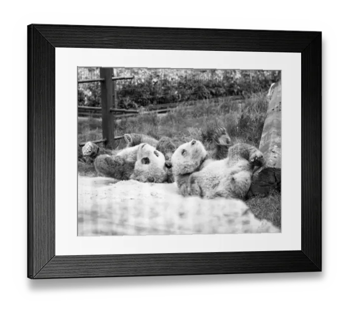Framed Print : Ching-Ching and Chia-Chia roll about in the sand at London Zoo Framed Print : Ching-Ching and Chia-Chia roll about in the sand at London Zoo