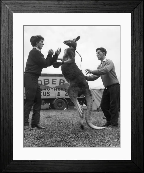 Framed Print : A boxing kangaroo Framed Print : A boxing kangaroo