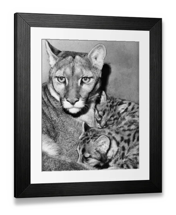 Framed Print : A puma pictured with her cubs at Stanley Zoo