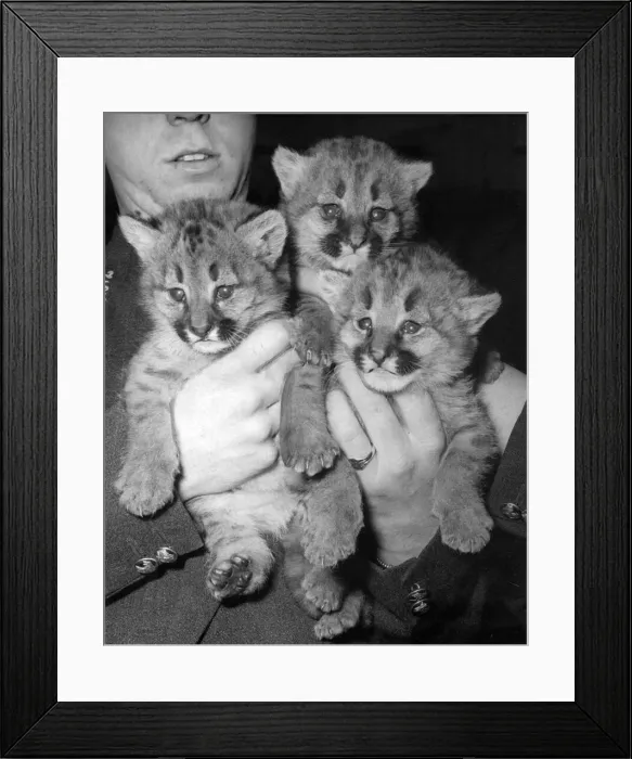 Framed Print : A little of puma kittens at London Zoo Framed Print : A little of puma kittens at London Zoo