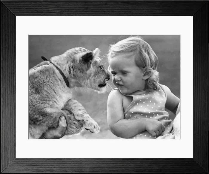 Framed Print : What are you looking at? Blanco the lion cub comes face to face with Jade Framed Print : What are you looking at? Blanco the lion cub comes face to face with Jade