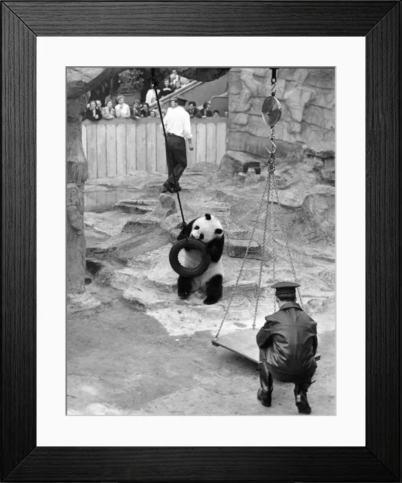Framed Print : Chi-Chi the panda at her new home at London Zoo Framed Print : Chi-Chi the panda at her new home at London Zoo