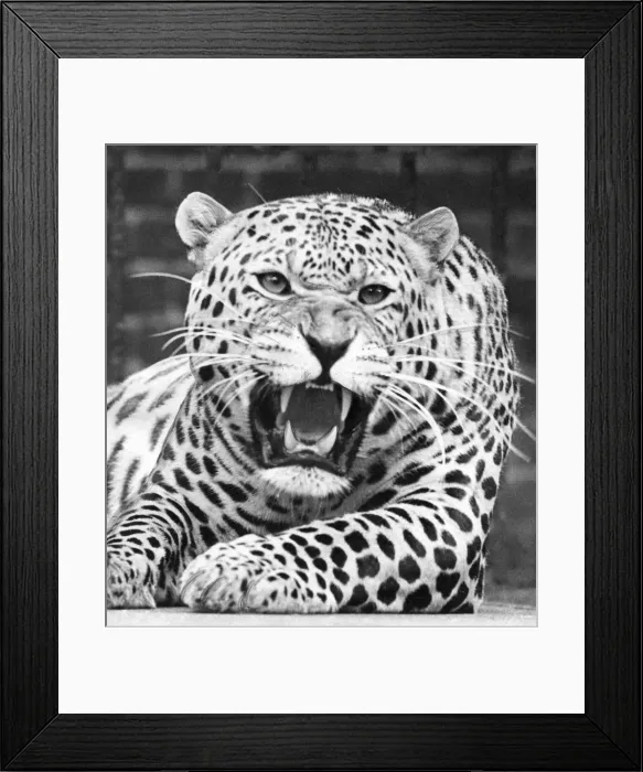 Framed Print : Fireworks the Indian Leopard in a serious mood