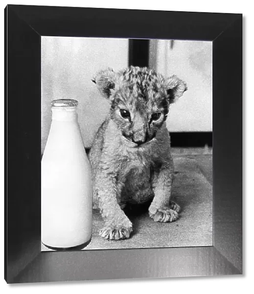 The Lion cub born at Lambton Lion Park