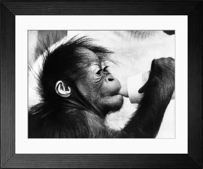 Framed Print : A cute baby orangutan Framed Print : A cute baby orangutan