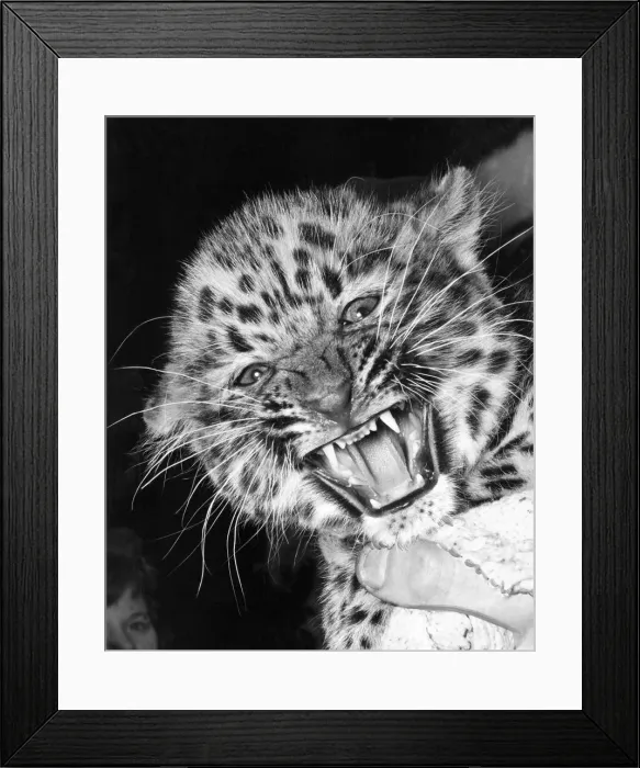 Framed Print : Ming, the Chinese leopard cub who was born at London Zoo Framed Print : Ming, the Chinese leopard cub who was born at London Zoo