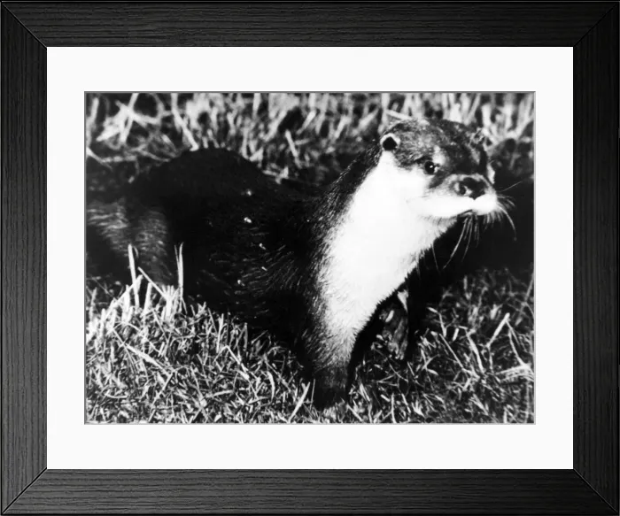 Framed Print : An otter Framed Print : An otter