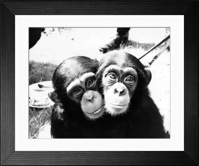 Framed Print : Two little chimps at London Zoo Framed Print : Two little chimps at London Zoo