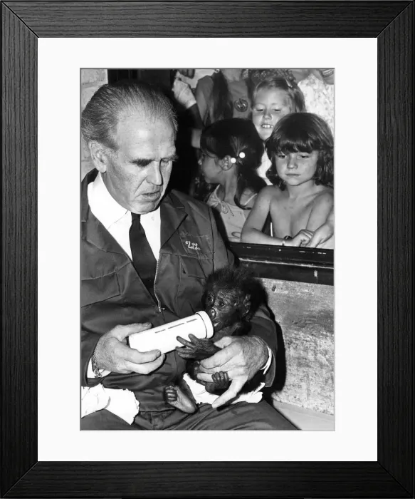 Framed Print : Bottle time for Salome the gorilla baby at London Zoo Framed Print : Bottle time for Salome the gorilla baby at London Zoo