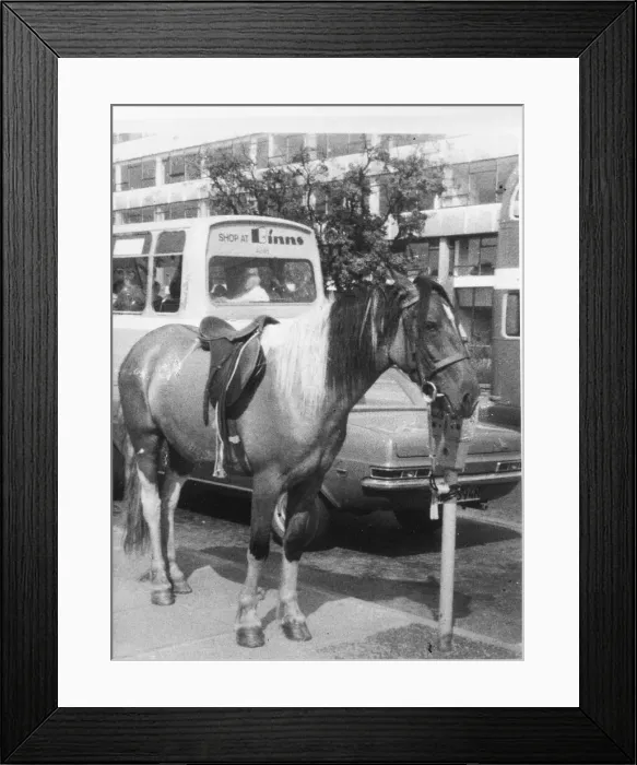 Framed Print : A horse tied to a parking meter Framed Print : A horse tied to a parking meter