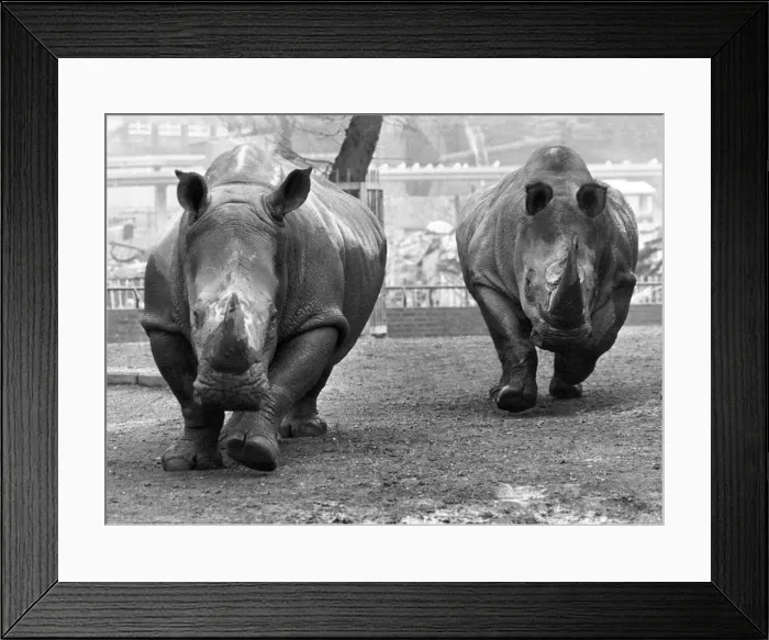 Framed Print : The Rhinoceros charge at London Zoo
