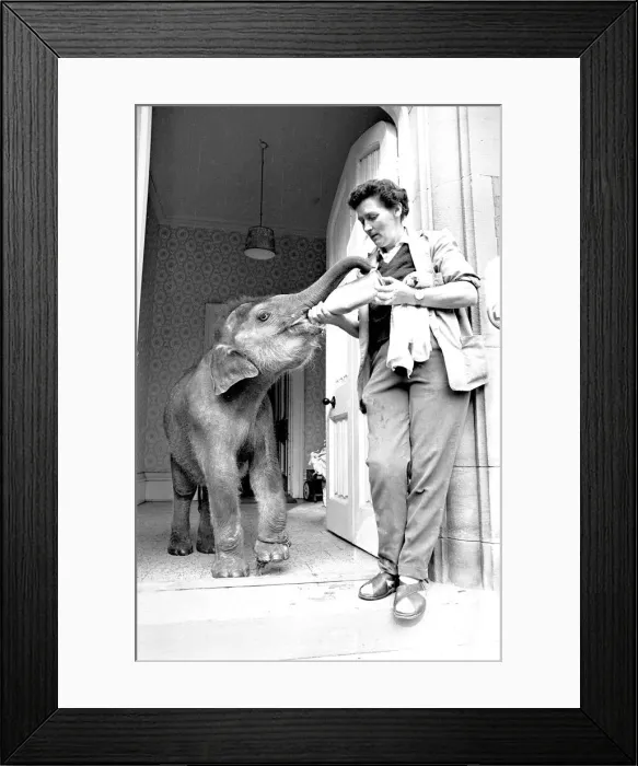 Framed Print : Iris the seven month old Indian elephant, being fed by head keeper Irene Carley Framed Print : Iris the seven month old Indian elephant, being fed by head keeper Irene Carley