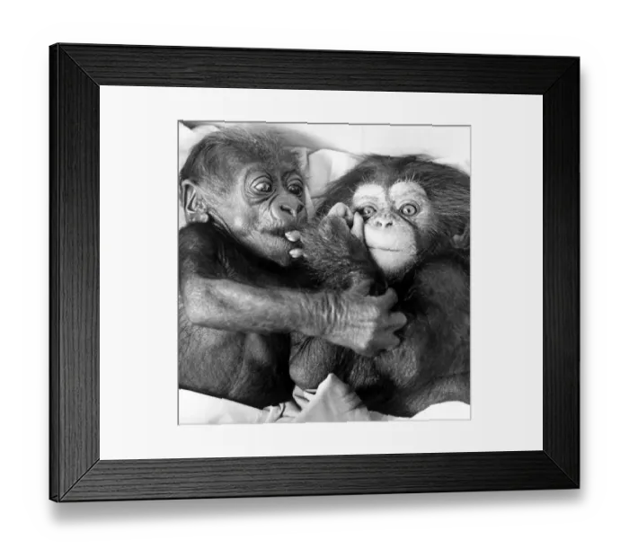 Framed Print : Asante the baby gorilla(left) and Becky the baby chimpanzee are best buddies at Twycross