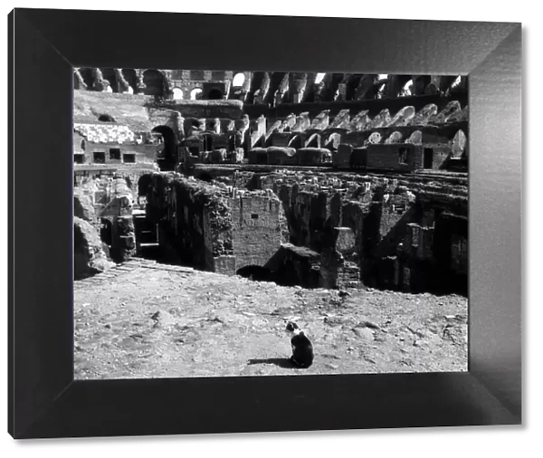 The Colosseum in Rome Italy - September 1971 A cat seeks its prey in the gaunt