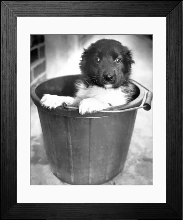 Framed Print : Little Joe, a dumped dog sits in a bucket at Coventrys RSPCA kennels