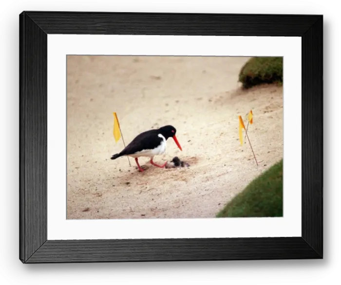 Framed Print : Oystercatcher nesting in 18th green bunker July 1999 at Loch Lomond Golf Course just a Framed Print : Oystercatcher nesting in 18th green bunker July 1999 at Loch Lomond Golf Course just a