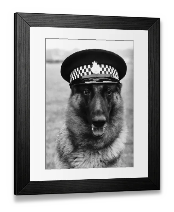 Framed Print : Carl the police dog wearing his handlers cap How this for an arresting sight Framed Print : Carl the police dog wearing his handlers cap How this for an arresting sight