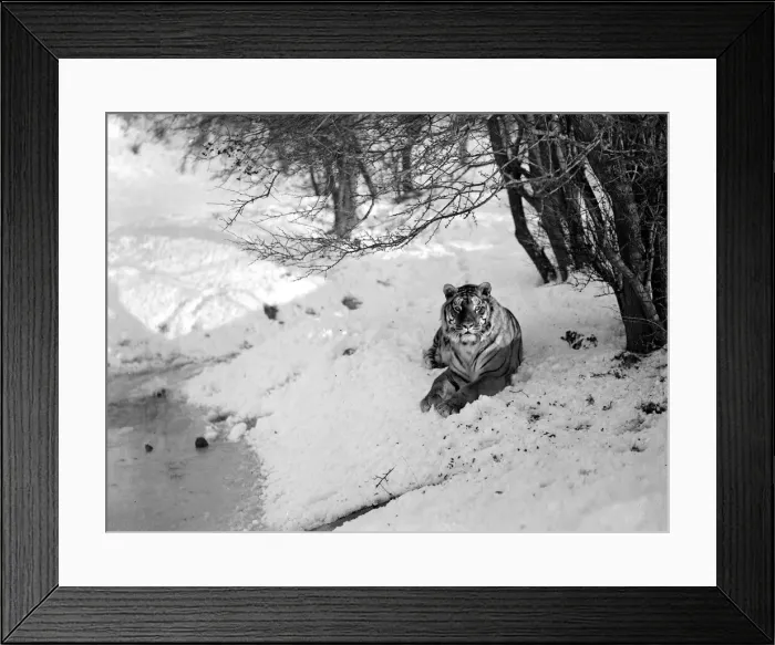 Framed Print : Tiger at Whipsade zoo inspect their enclosure following a snow shower Framed Print : Tiger at Whipsade zoo inspect their enclosure following a snow shower