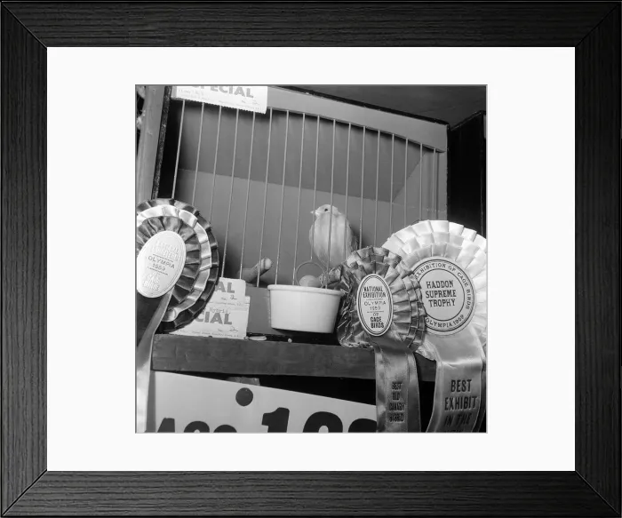 Framed Print : National Cage Bird Exhibition 1959 This Hybrid had awards for Framed Print : National Cage Bird Exhibition 1959 This Hybrid had awards for