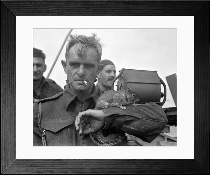 Framed Print : British soldier with a squirrel on his arm at a Normandy port in Northern France shortly