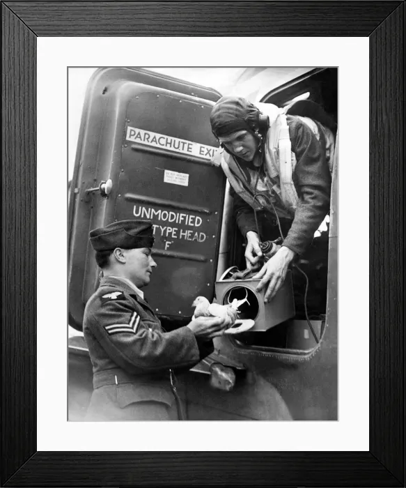 Framed Print : An RAF pilot takes a carrier pigeon on board his Halifax bomber before a raid in World Framed Print : An RAF pilot takes a carrier pigeon on board his Halifax bomber before a raid in World