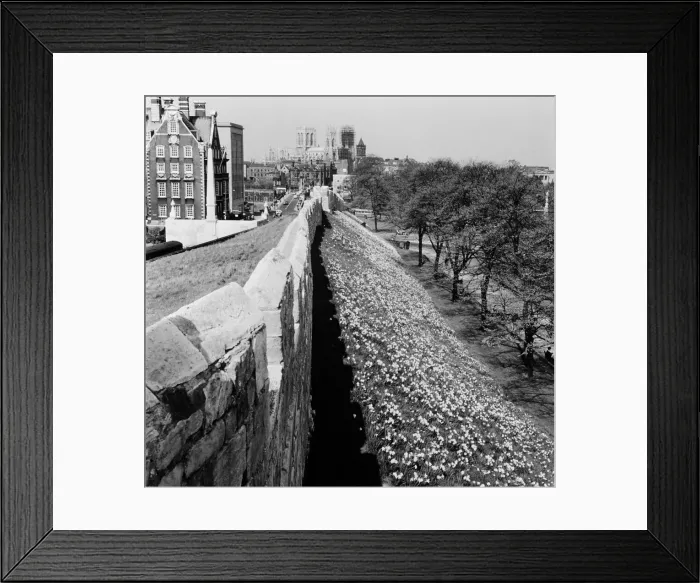 Framed Print : Daffodils behind the city walls, York Circa 1961 Framed Print : Daffodils behind the city walls, York Circa 1961