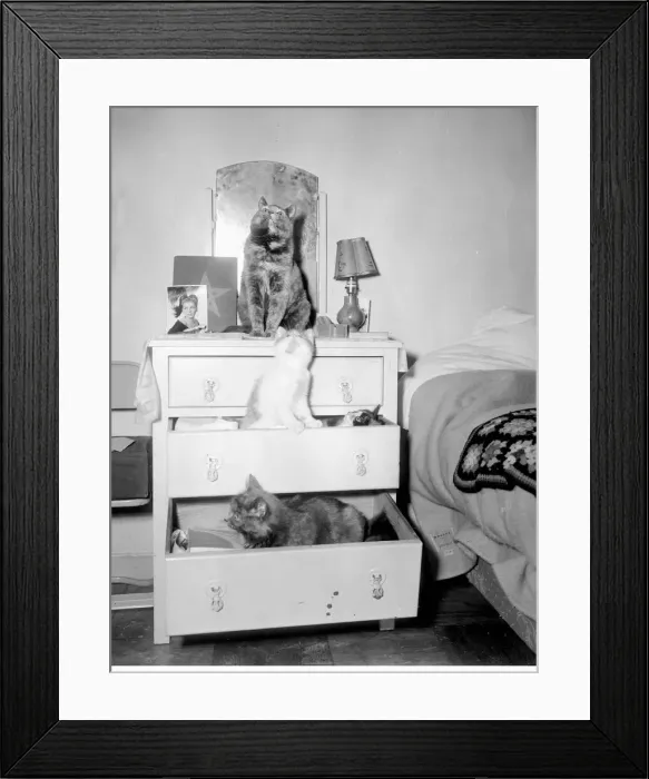Framed Print : Cats Hotel Cats occupying a chest of draws February 1954 A©Mirrorpix Framed Print : Cats Hotel Cats occupying a chest of draws February 1954 A©Mirrorpix