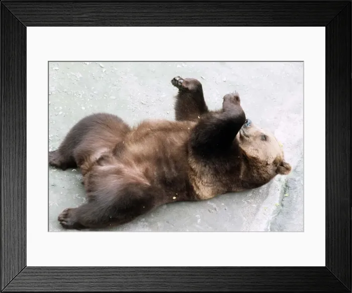 Framed Print : Brown Bear at London Zoo - March 1984 Framed Print : Brown Bear at London Zoo - March 1984
