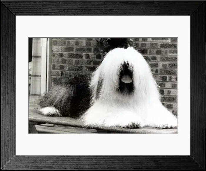 Framed Print : Television star dog Duke, aged 9, is appearing in the famous paint ads Framed Print : Television star dog Duke, aged 9, is appearing in the famous paint ads