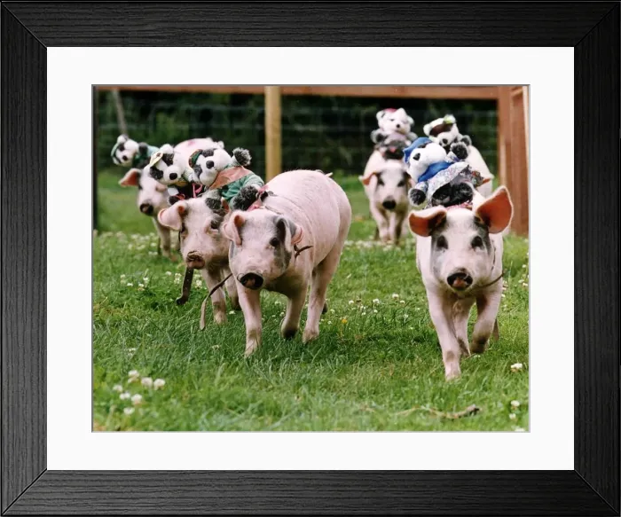 Framed Print : Animals pigs carrying teddy bears on their backs A©Mirrorpix Framed Print : Animals pigs carrying teddy bears on their backs A©Mirrorpix