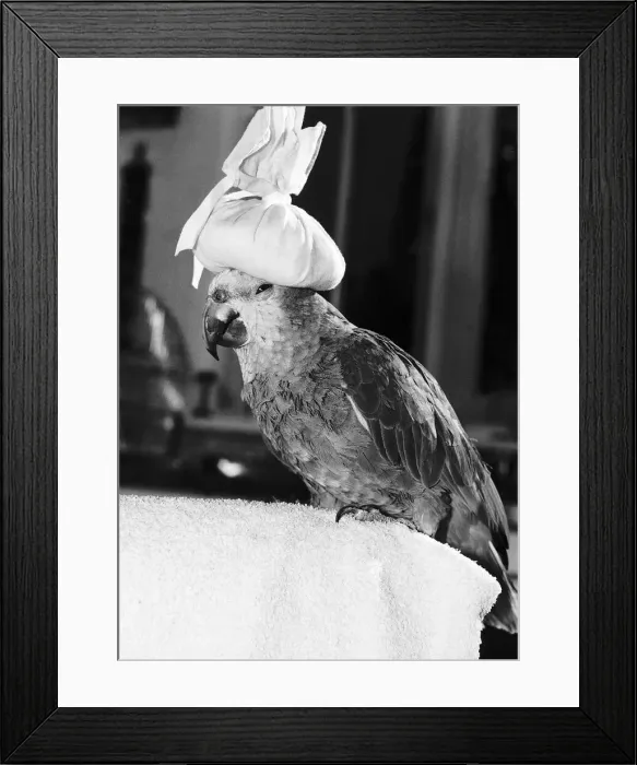 Framed Print : Nigel the parrot keeps cool in the hot weather July 1982 Framed Print : Nigel the parrot keeps cool in the hot weather July 1982