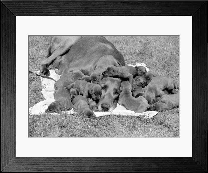 Framed Print : Great Dane mother looks exhausted as her 16 puppies all sleep close to her head Framed Print : Great Dane mother looks exhausted as her 16 puppies all sleep close to her head
