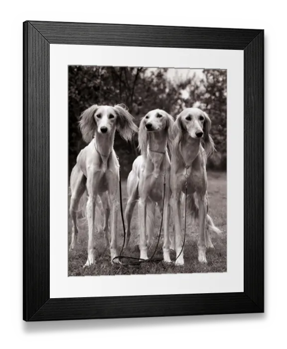 Framed Print : Three Saluki dogs Circa 1960 A©Mirrorpix