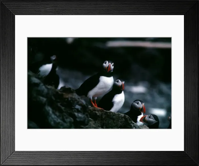 Framed Print : Birds puffins circa 1990