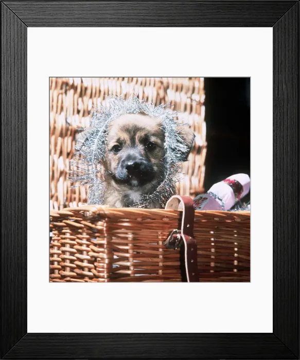 Framed Print : Crossbred puppy plays with xmas decorations - January 1979 Framed Print : Crossbred puppy plays with xmas decorations - January 1979